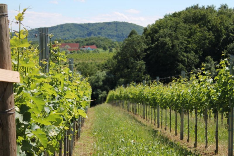 Wein_und_Wohnen_Palz_008