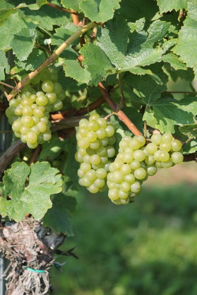 Wein_und_Wohnen_Palz_026