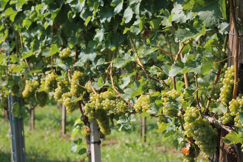 Wein_und_Wohnen_Palz_035