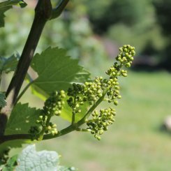 Wein_und_Wohnen_Palz_005