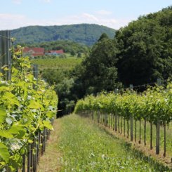 Wein_und_Wohnen_Palz_008