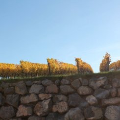 Wein_und_Wohnen_Palz_011