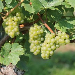 Wein_und_Wohnen_Palz_026