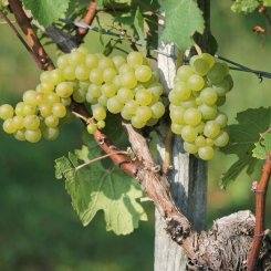 Wein_und_Wohnen_Palz_027