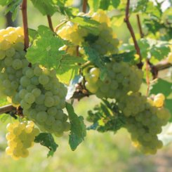 Wein_und_Wohnen_Palz_028