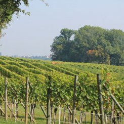 Wein_und_Wohnen_Palz_033