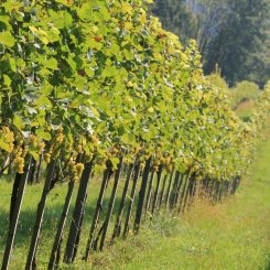 Wein_und_Wohnen_Palz_034