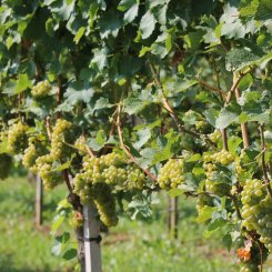 Wein_und_Wohnen_Palz_035
